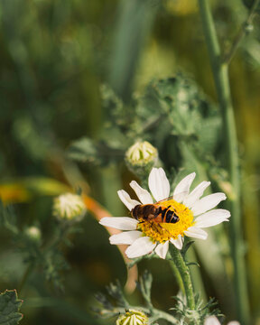 Bee Sitting on Flower in Field