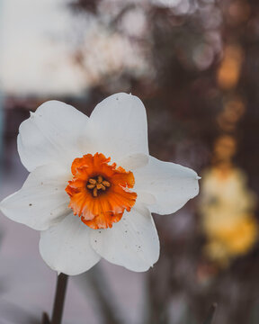White and Orange Flower With Blurry Background