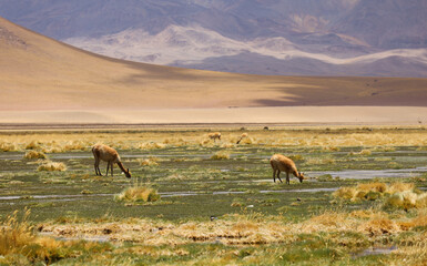 Panarama photo of vicuñas grazing in the temporarily blooming desert