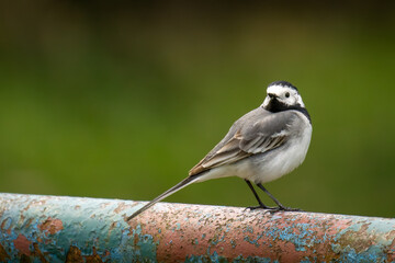 Bachstelze (Motacilla alba)