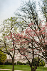  Side view of the U.S. Capitol Building through the cherry blossoms