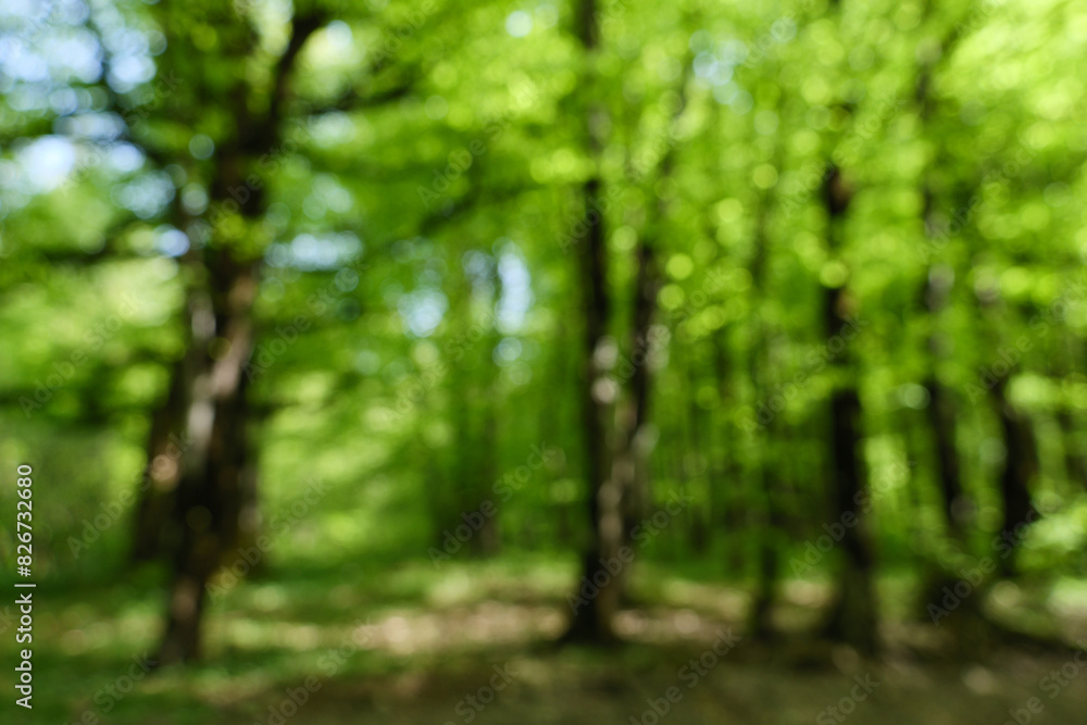 Poster a blurred view of a dense forest with trees and fresh green foliage, creating a dreamy effect.