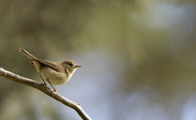 chiffchaff on a branch
