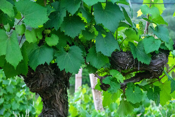 Vinery. 60-year-old bushes of wine grapes. Ovary of fruits. Madeira is made from this grape variety