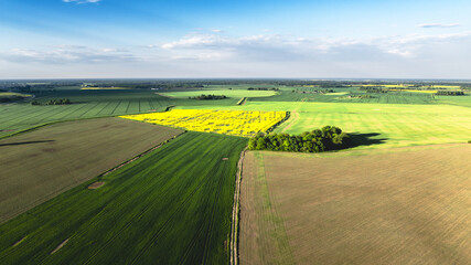 Fototapeta premium Rapeseed fields in the countryside of Zemgale, Latvian nature. 