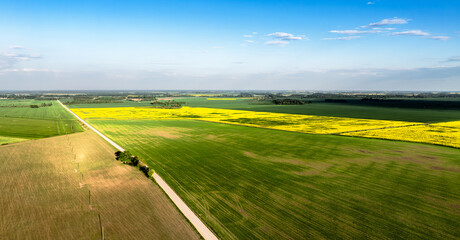 Rapeseed fields in the countryside of Zemgale, Latvian nature.
