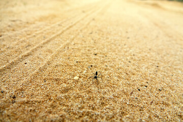 Erratic Cataglyphis, heeler - extreme thermophil is real insectivorous day wolf of desert on long,...