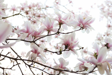 Delicate pink magnolia flowers in full bloom against a bright sky