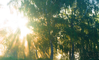 Glory of morning. Rays of sun break through branches of trees and loom in waves of fog. Such rays...