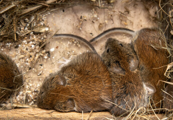 Cage housing and management. Wild mice caught alive in garden and live in a terrarium. Common...