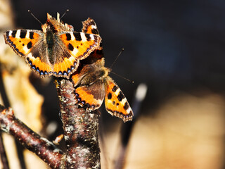 Two Lesser tortoiseshell (Vanessa urticae) arranged mating dance at the birch syrup feeding site