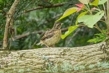 枝にとまるアオジ幼鳥
