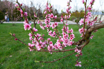 Pink Blossoms on Spring Flowering Peach Tree, Beautiful Blooming Tree Under Blue Sky