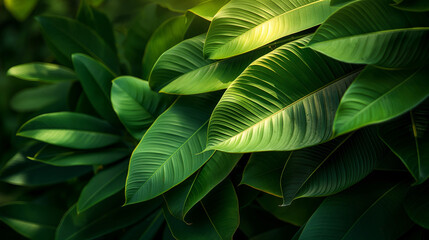 Fototapeta premium Detailed Close Up View of Sunlit Tropical Leaves with Rich Green Tones