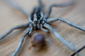 araña lycosinar gris y negra macro