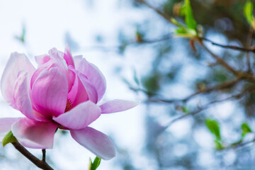Pink Magnolia Blossom on White Background with Soft Petals and Blurred Depth
