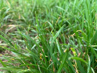 grass