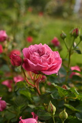 pink rose buds close up, light pink rose flower head macro 