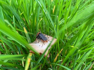 fly on the grass