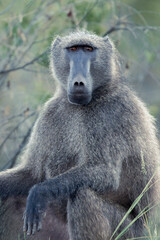 A Chacma Baboon, Papio ursinus, in the Pilanesberg National Park in South Africa