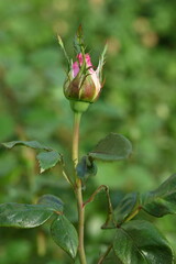 pink rose buds close up, light pink rose flower head macro 