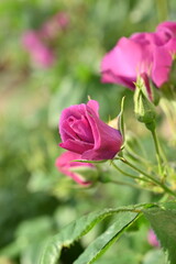 pink rose buds close up, light pink rose flower head macro 
