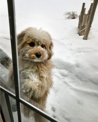 Little puppy looks to owner to come in from the snow during a blizzard.