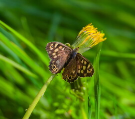 Motyl Osadnik Egeria