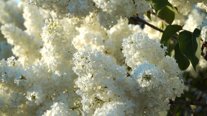 The beautiful florets of lilacs. Close-up of profuse blooming white lilac flowers. Sample moods of spring flowering trees.