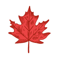 Red maple leaf engraved, symbol of Canada. Hand drawn illustration on isolated background. Design element for congratulation of Canada Day, sign for print, paper, card, flyer