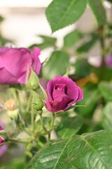 pink rose buds close up, light pink rose flower head macro 