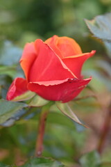 Fototapeta premium blooming pink rose flowers and buds with delicate petals and soft lighting. perfect for romantic, floral, botanical, and garden-themed visuals. pink rose flowers and buds close-up