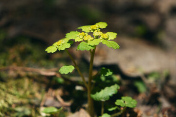 Chrysosplenium alternifolium by the Olterudelva River, Toten, Norway, in May.