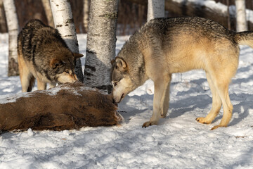 Grey Wolves (Canis lupus) Sniff at White-Tail Buck Winter