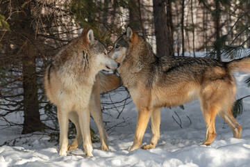 Grey Wolves (Canis lupus) Greet Each Other By Sniffing Winter