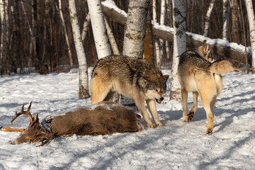 Grey Wolf (Canis lupus) Bares Teeth at Passing Wolf at Buck Carcass Winter