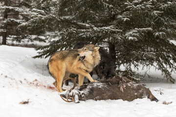 Grey Wolf (Canis lupus) Turns Left Deer Meat in Mouth Paw on Carcass Winter