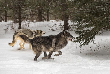 Grey Wolves (Canis lupus) Run Right Towards Pine Tree Winter