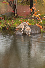 Coyote (Canis latrans) Dips Front Legs Into Water Off Rock Autumn