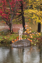 Coyote (Canis latrans) Stares Out From Rock on Island Autumn