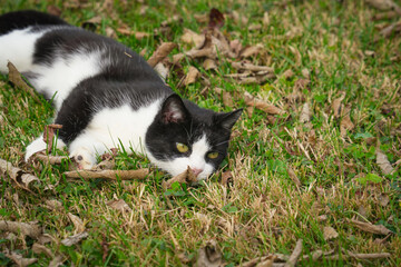 cat on grass