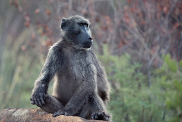 A Chacma Baboon, Papio ursinus, in the Pilanesberg National Park in South Africa