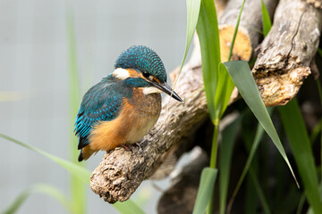 Eisvogel (Alcedo atthis) beim Fischfang