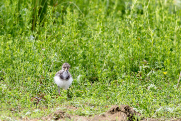  Juvenil Kiebitz (Vanellus vanellus) auf Futtersuche 