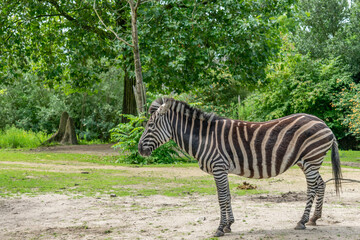 Majestic Zebras Roaming at Blijdorp Zoo, Rotterdam