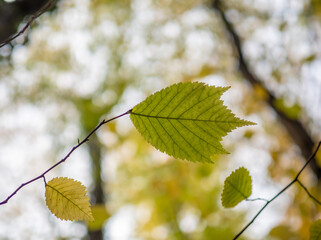 Autumn leaves in the forest