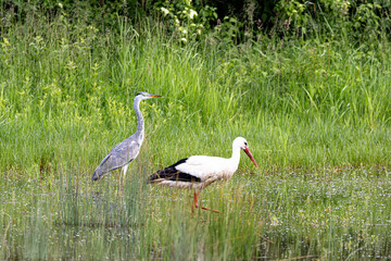 Weißstorch (Ciconia ciconia) und Graureiher Ardea cinerea auf Futtersuche im flachen Wasser
