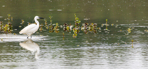 Seidenreiher (Egretta garzetta) beim Fischen im flachen Wasser