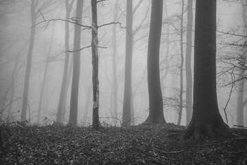 The forest in a fog.