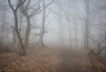 The forest in a fog.
